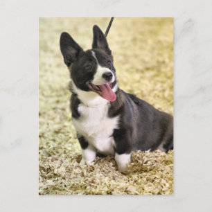 Carte Postale Corgi