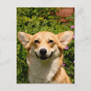 Carte postale Corgi