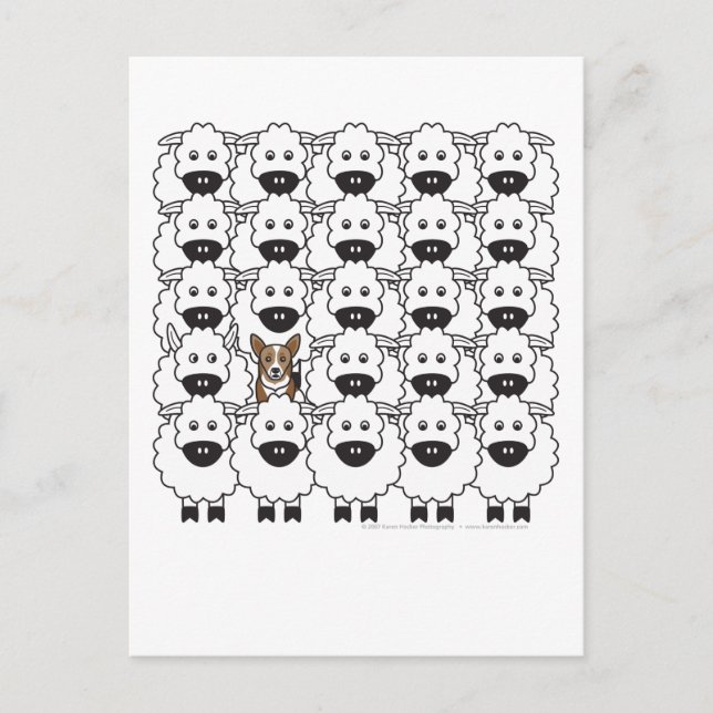 Carte Postale Corgi dans le mouton (Devant)