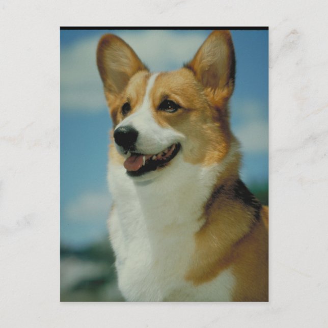 Carte Postale Corgi gallois (Devant)