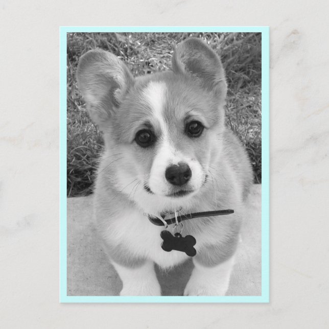 Carte Postale Corgi Puppy (Devant)