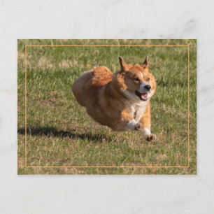 Carte Postale Corgi volant