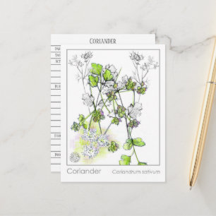 Carte Postale Coriander Materia Medica Plante d'étude sur les pl