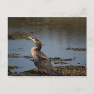 Carte Postale Cormoran à double crête