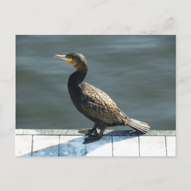 Carte Postale Cormorant (Devant)