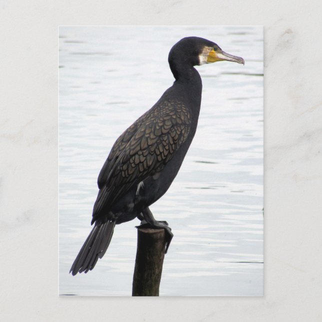 Carte Postale Cormorant (Devant)