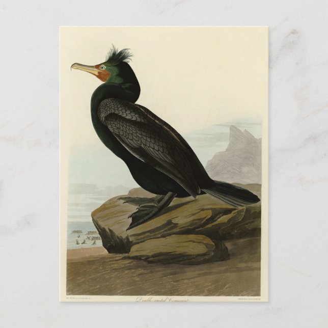 Carte Postale Cormorant à aigrettes Audubon Birds of America (Devant)