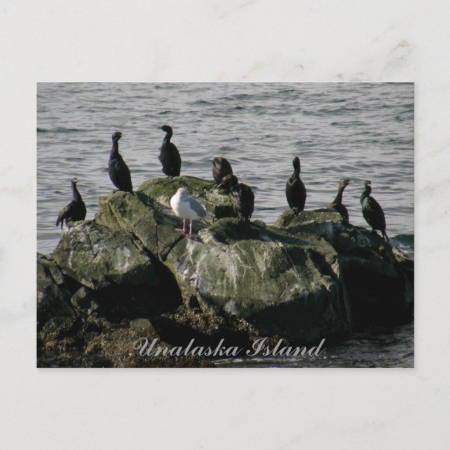 Carte Postale Cormorants et un mouette, île de l'Unalaska (Devant)