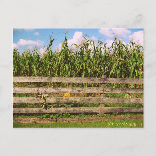 Carte Postale Corn (Devant)