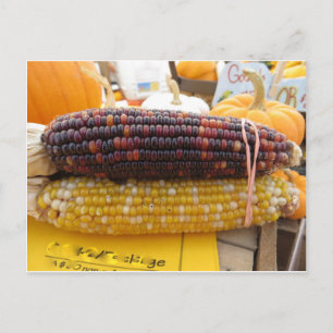 Carte Postale Corn indien