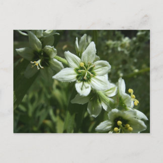 Carte Postale Corn Lily