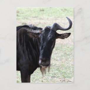 Carte Postale corne de gnou