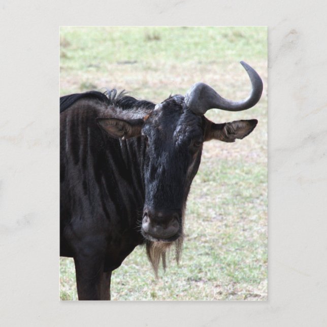 Carte Postale corne de gnou (Devant)