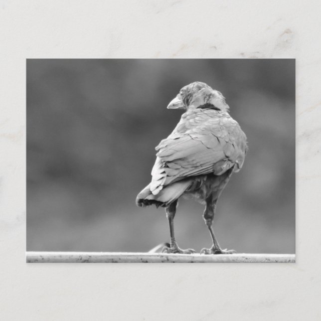 Carte Postale Corneille noire (Devant)