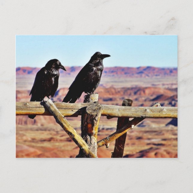 Carte Postale Corneilles Ravens Oiseaux Noirs (Devant)