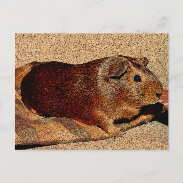 Carte Postale Corner Look Guinée Pig (Devant)