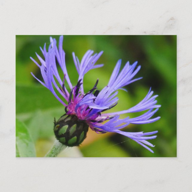 Carte postale Cornflower (Devant)