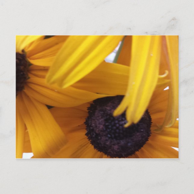 Carte Postale Cornflower 1 (Devant)