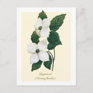 Carte Postale Cornouiller à fleurs botanique vintage 