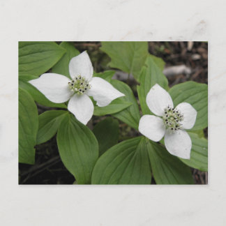 Carte Postale Cornouiller du Canada