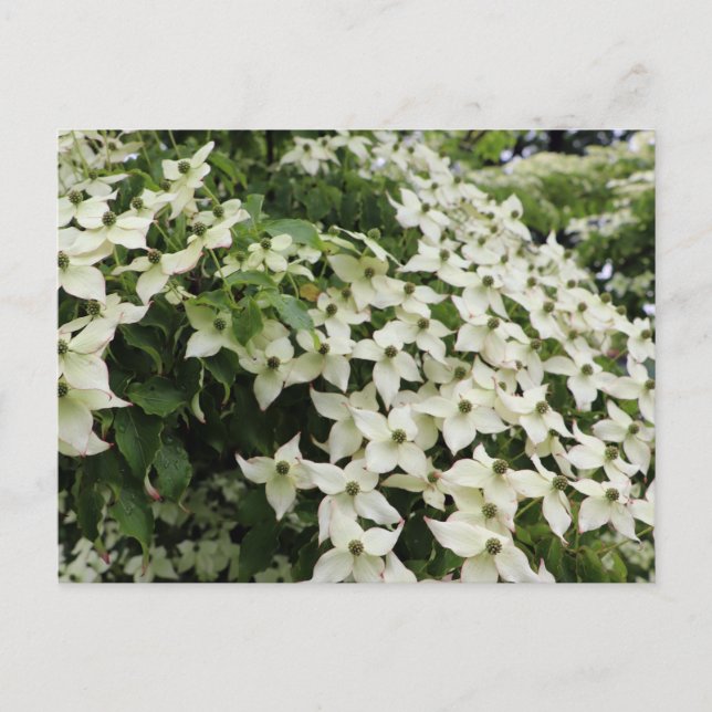 Carte Postale Cornouillers du printemps en fleurs à Marshall (Devant)