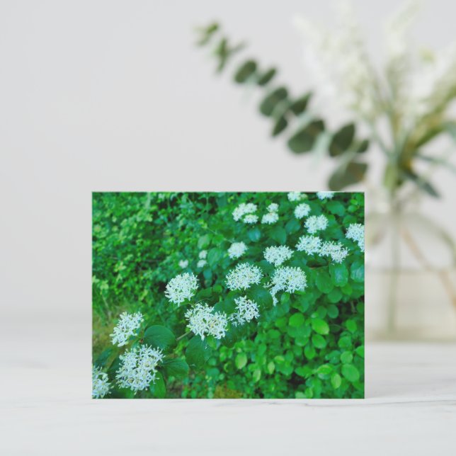 Carte Postale Cornus sanguinea (Debout devant)