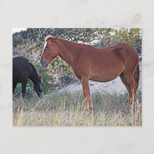 Carte Postale Corolla Chevaux sauvages