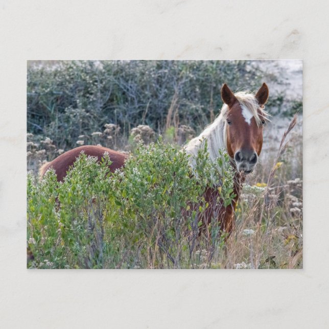 Carte Postale Corolla Wild Horse (Devant)