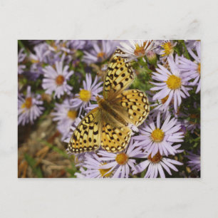 Carte Postale Coronis Fritillary sur Aster Flowers à Grand Teton