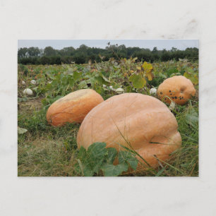Carte Postale Correctif citrouille