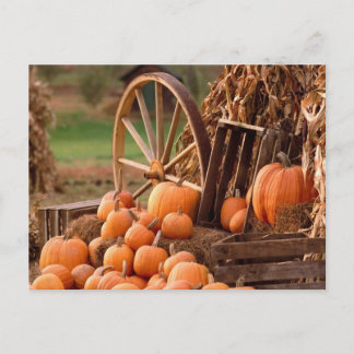 Carte Postale Correctif citrouille