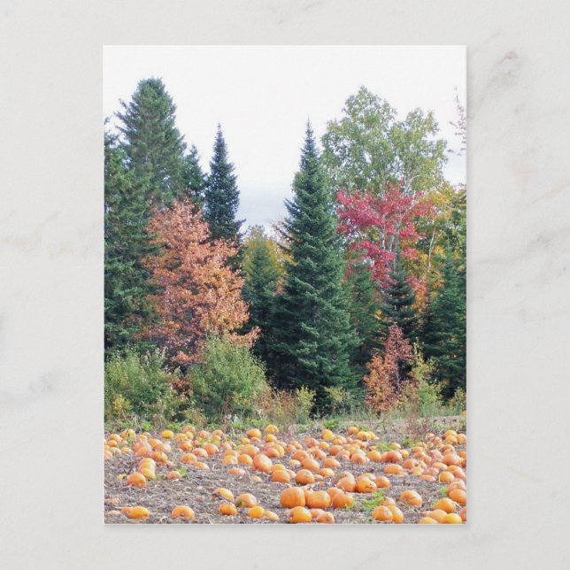 Carte Postale Correctif citrouille (Devant)