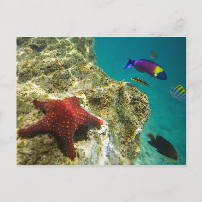 Carte Postale Cortez Rainbow Wrasse mâle et femelle et mer (Devant)