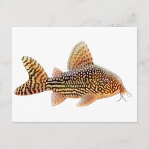 Carte postale Corydoras Sterbai