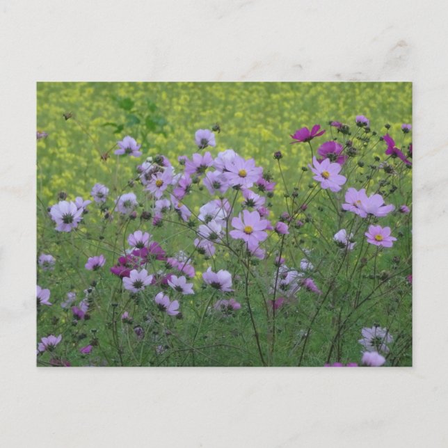 Carte Postale Cosmea Fleurs sauvages et colza Champ do-it-yourse (Devant)