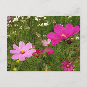 Carte Postale Cosmos