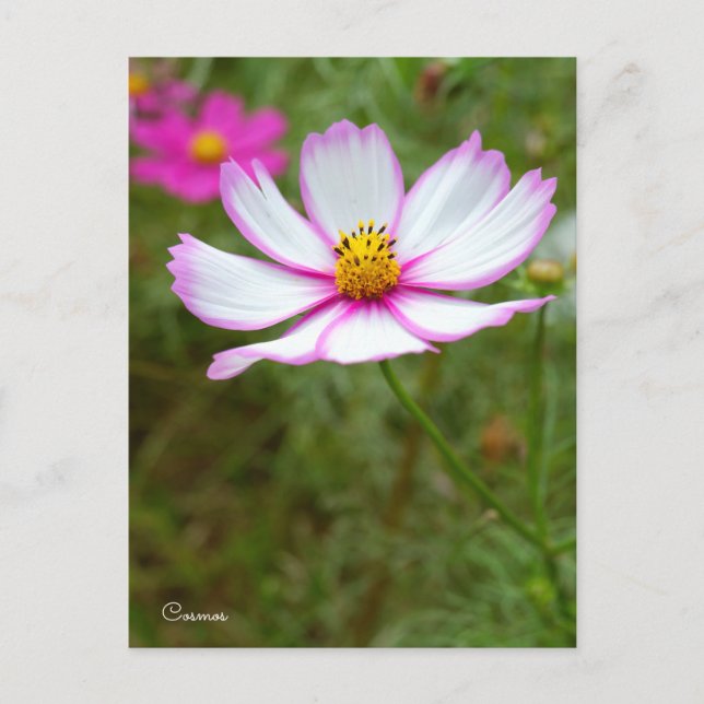 Carte Postale Cosmos ポストカード (Devant)