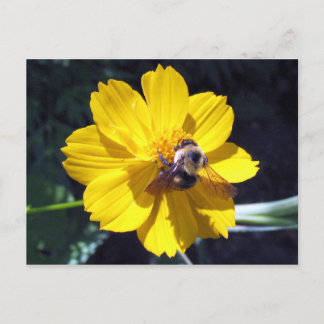Carte Postale Cosmos Attire Bumblebee