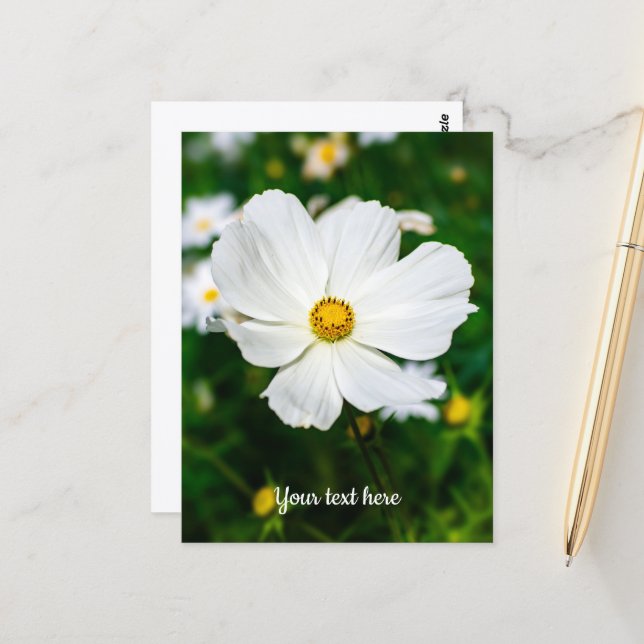 Carte postale Cosmos blanc (Devant/Arrière en situation)