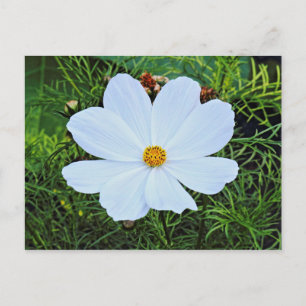 Carte Postale Cosmos blancs