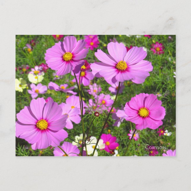 Carte Postale Cosmos [Carte postale] (Devant)