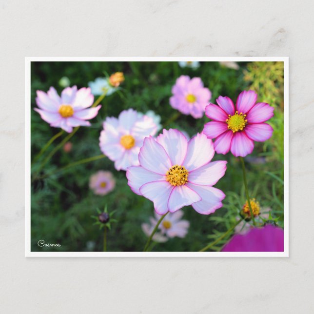 Carte Postale Cosmos [Carte postale] (Devant)