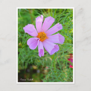 Carte Postale Cosmos [Carte postale]