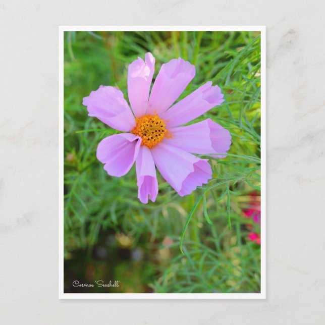 Carte Postale Cosmos [Carte postale] (Devant)
