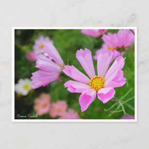 Carte Postale Cosmos [Carte postale]