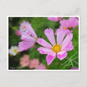 Carte Postale Cosmos [Carte postale]