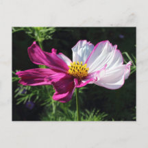 Cosmos Deux Tons, Bute Park, Cardiff, Pays de Gall