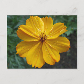 Carte Postale Cosmos d'or