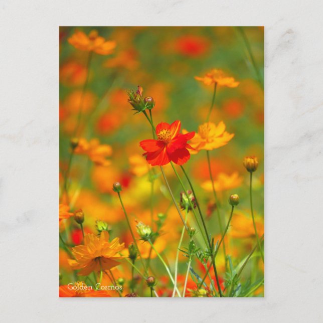 Carte Postale Cosmos d'or [Carte postale] (Devant)