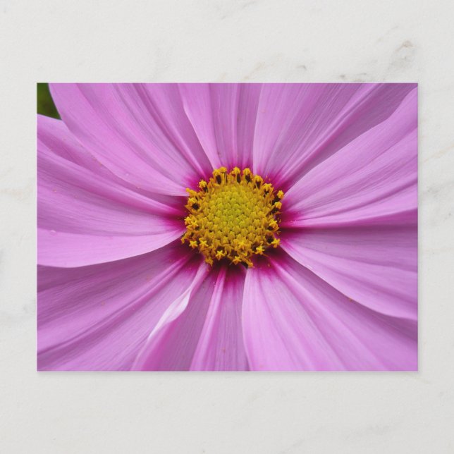 Carte Postale Cosmos rose Fleur sauvage Floral (Devant)